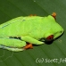 frog_tree_redeyed_tar_h_0563_cos0893.jpg